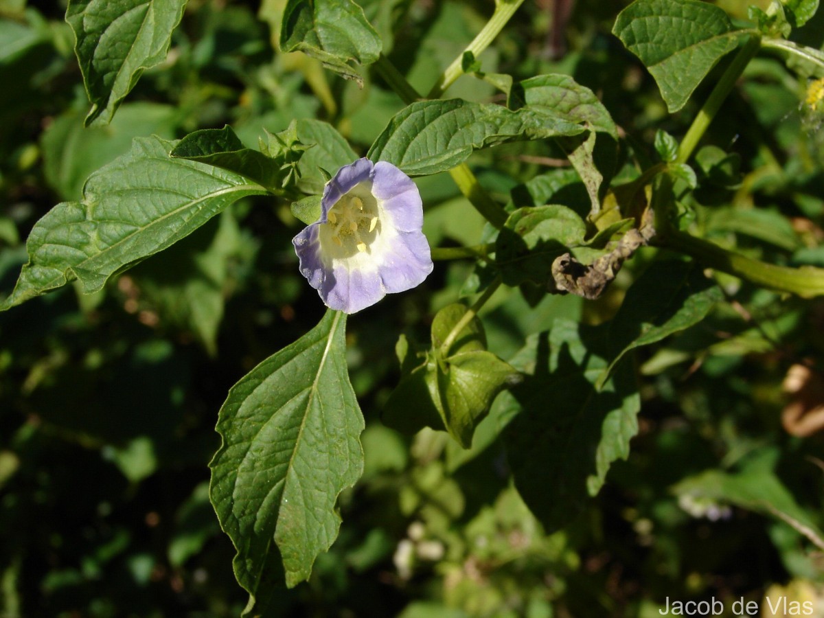 Nicandra physalodes (L.) Gaertn.